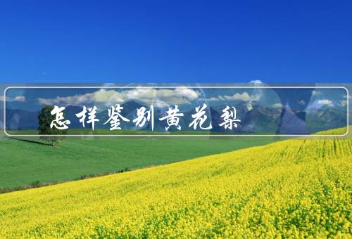 怎样鉴别黄花梨