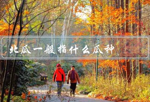 北瓜一般指什么瓜种