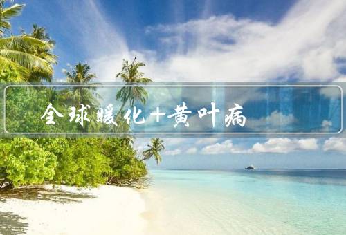 全球暖化+黄叶病