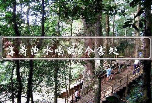 薄荷泡水喝的6个害处