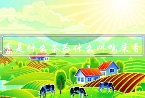 鸭屎香是什么茶为什么叫鸭屎香