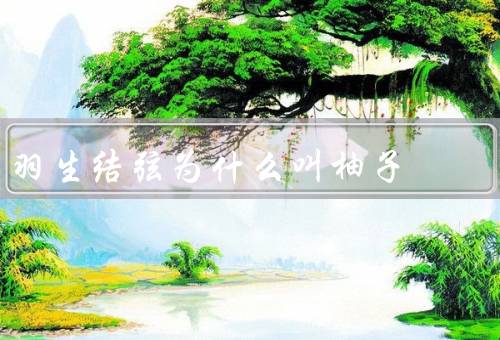 羽生结弦为什么叫柚子