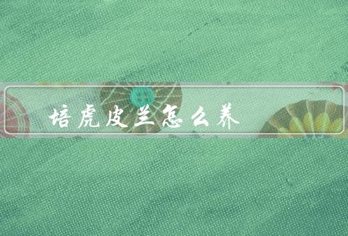 培虎皮兰怎么养
