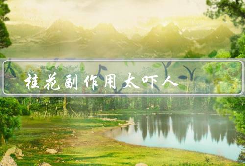 桂花副作用太吓人
