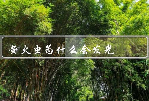 萤火虫为什么会发光