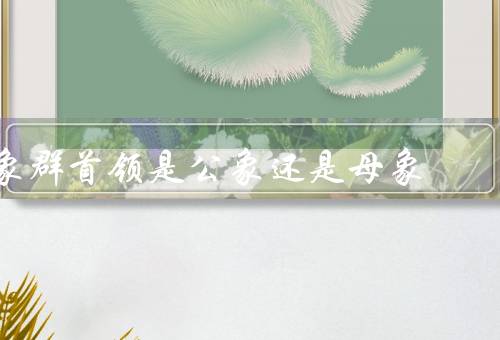 象群首领是公象还是母象