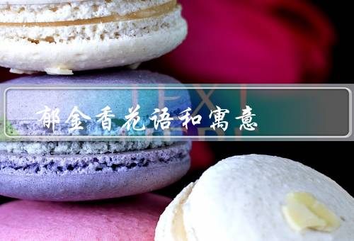 郁金香花语和寓意