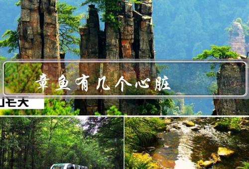章鱼有几个心脏