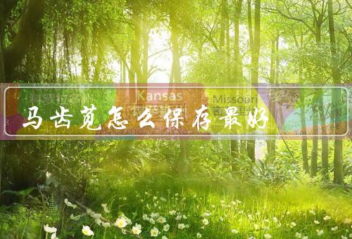 马齿苋怎么保存最好