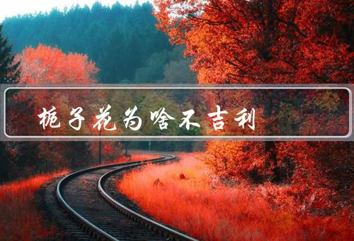 栀子花为啥不吉利