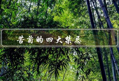 苦菊的四大禁忌