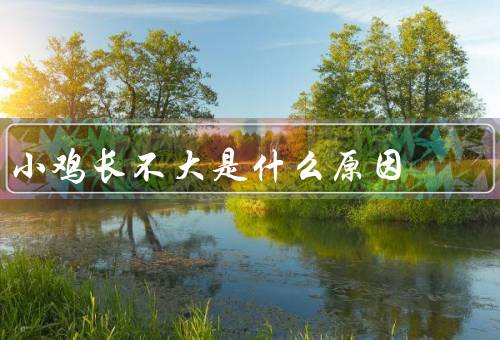 小鸡长不大是什么原因