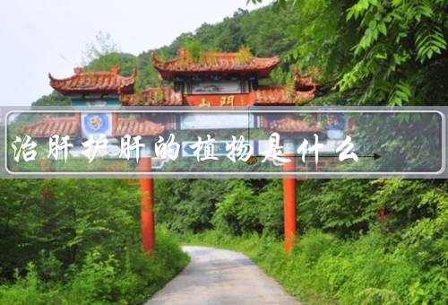 治肝护肝的植物是什么
