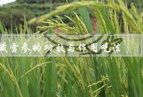 藏雪参的功效与作用吃法