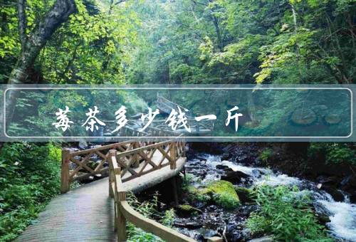 莓茶多少钱一斤