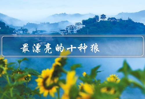 最漂亮的十种狼