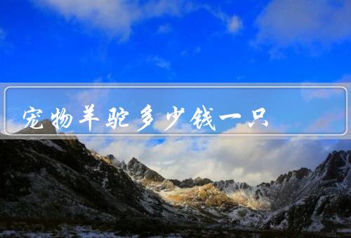 宠物羊驼多少钱一只，幼崽1至2万元／成年3万元左右（最好养两只）