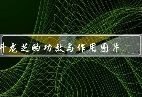 斗龙芝的功效与作用图片
