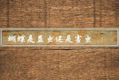 蝴蝶是益虫还是害虫