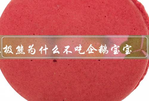 北极熊为什么不吃企鹅宝宝