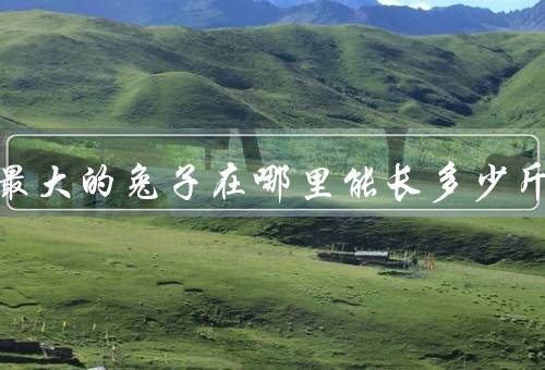 世上最大的兔子在哪里能长多少斤