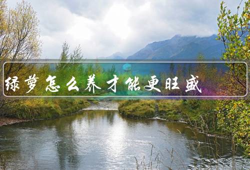 绿萝怎么养才能更旺盛