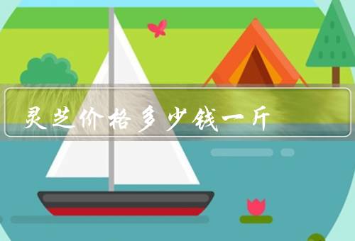 灵芝价格多少钱一斤
