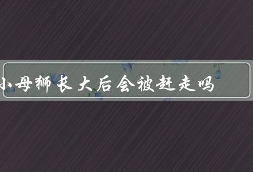 小母狮长大后会被赶走吗