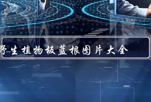 野生植物板蓝根图片大全