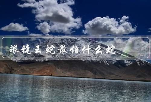 眼镜王蛇最怕什么蛇