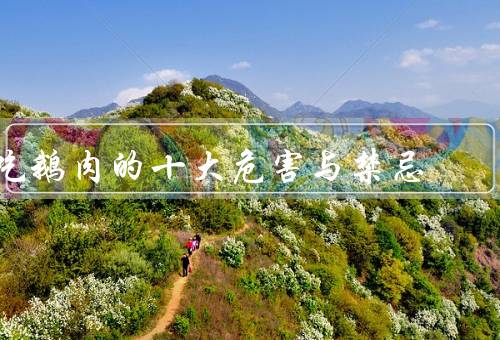吃鹅肉的十大危害与禁忌
