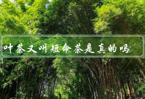 桑叶茶又叫短命茶是真的吗
