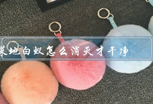 菜地白蚁怎么消灭才干净