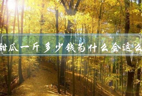 夕张王甜瓜一斤多少钱为什么会这么贵