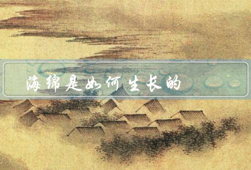 海绵是如何生长的