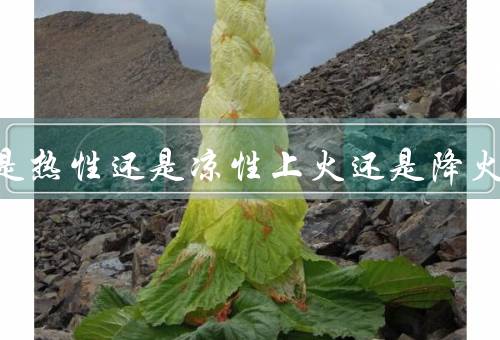 樱桃是热性还是凉性上火还是降火