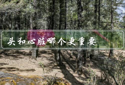 头和心脏哪个更重要