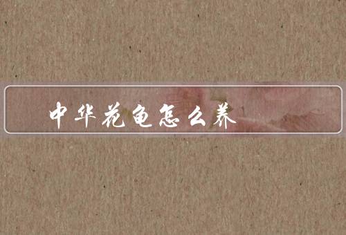 中华花龟怎么养