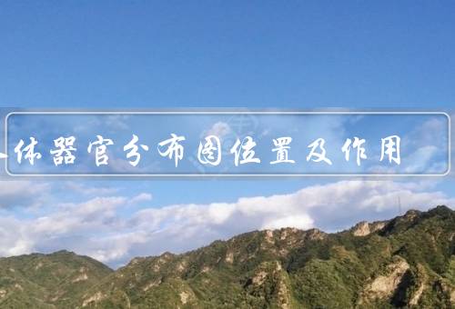 人体器官分布图位置及作用