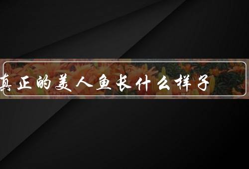 真正的美人鱼长什么样子