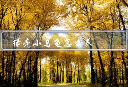 绿壳小乌龟怎么养