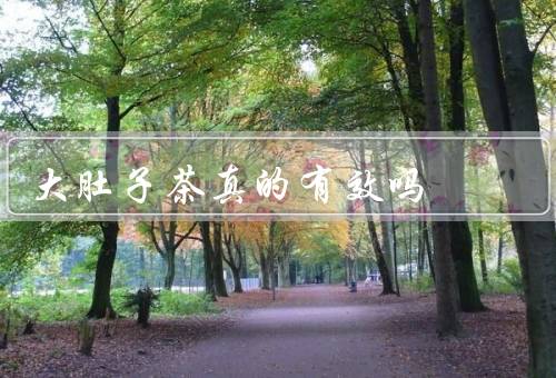 大肚子茶真的有效吗