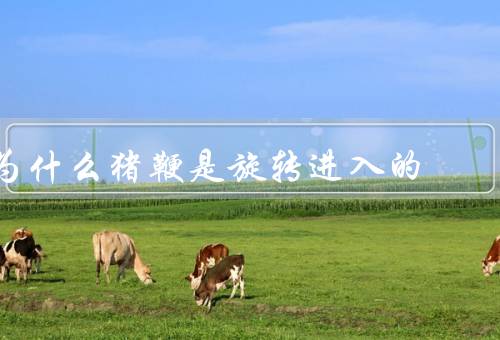 为什么猪鞭是旋转进入的