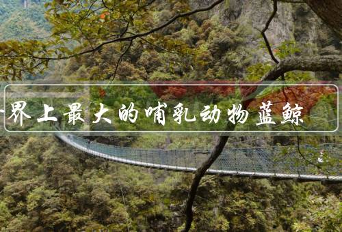 世界上最大的哺乳动物蓝鲸