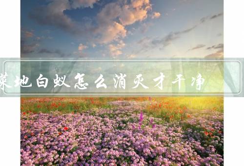 菜地白蚁怎么消灭才干净