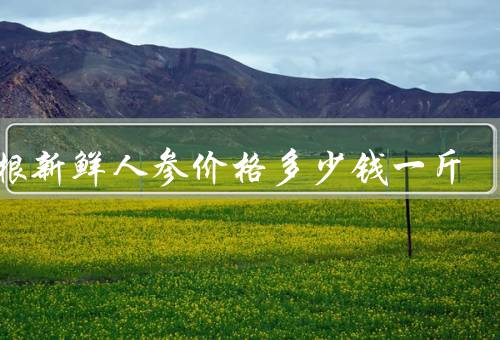 一根新鲜人参价格多少钱一斤
