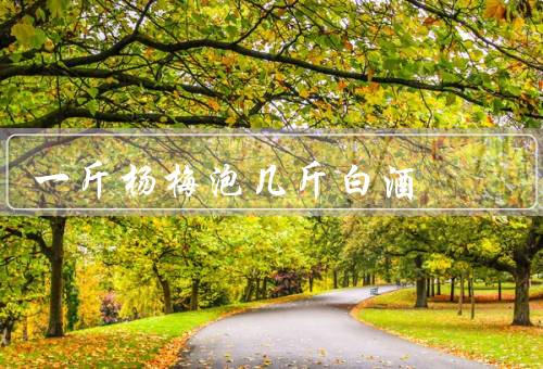 一斤杨梅泡几斤白酒
