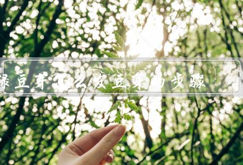 绿豆芽怎么发豆芽的步骤
