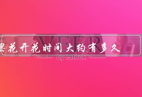 昙花开花时间大约有多久