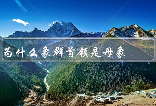 为什么象群首领是母象